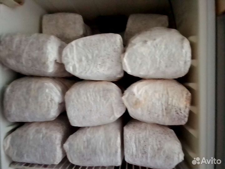 Мицелий вешенки зерновой