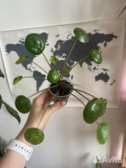 Пилея 4 сорта