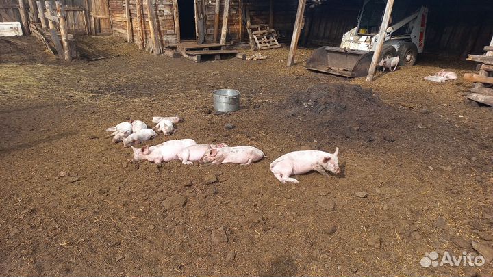 Поросята