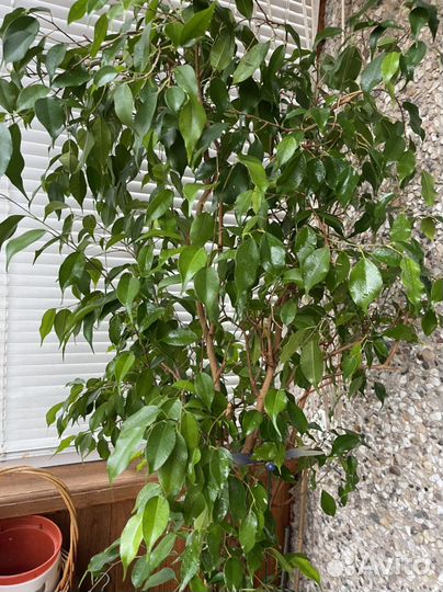 Фикус бенджамина