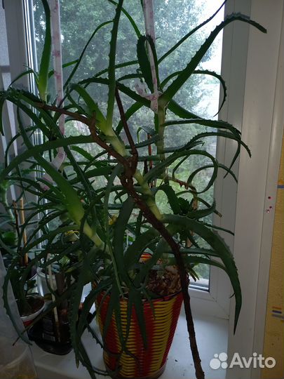 Алое лечебный 50 см 7 лет