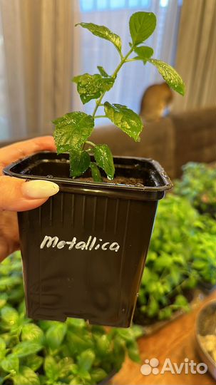 Гортензия металлика metalika