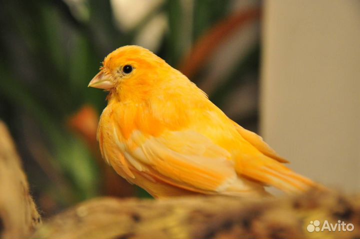 Кенар и Канарейки.Ц.Рынок