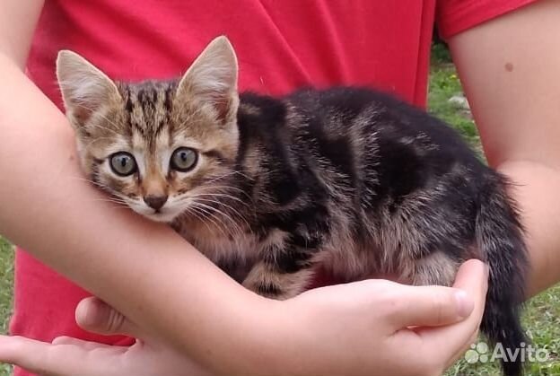 Котята в добрые руки бесплатно