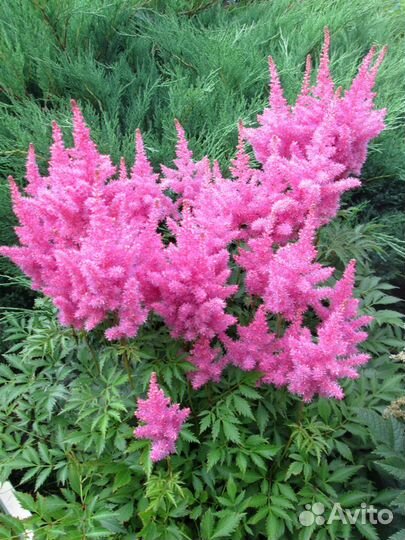 Астильба - Красивые сорта