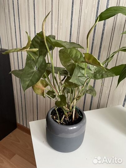 Сингониум Сортовой