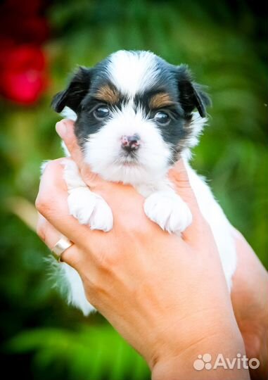 Бивер Йорк девочка мини