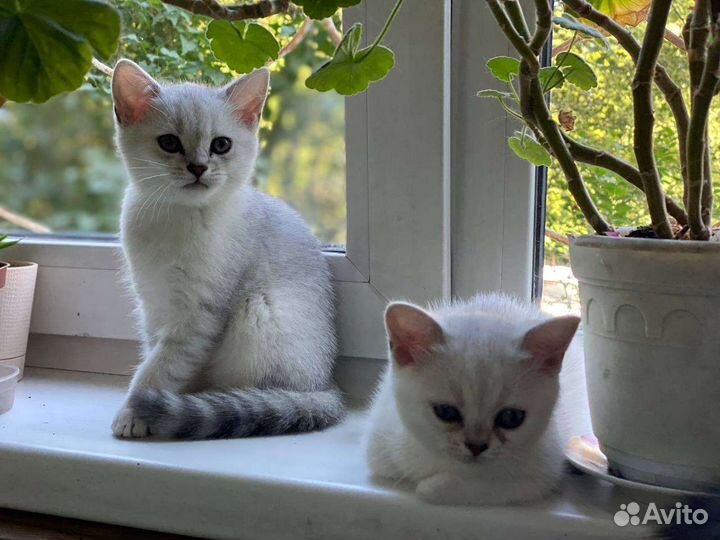 Шиншиллята драгоценных окрасов серебро