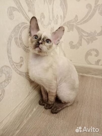 Котята корниш-рекс