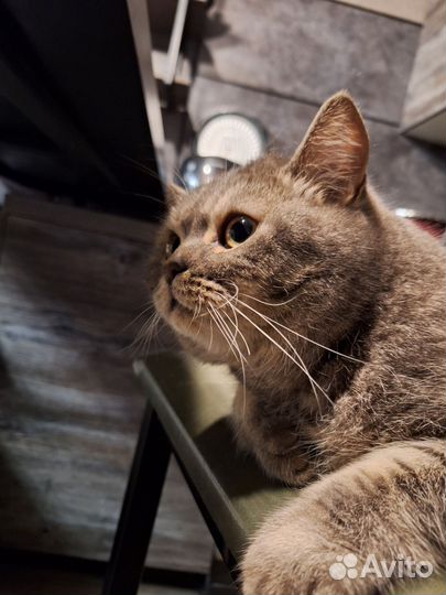 Шотландский кот в добрые руки