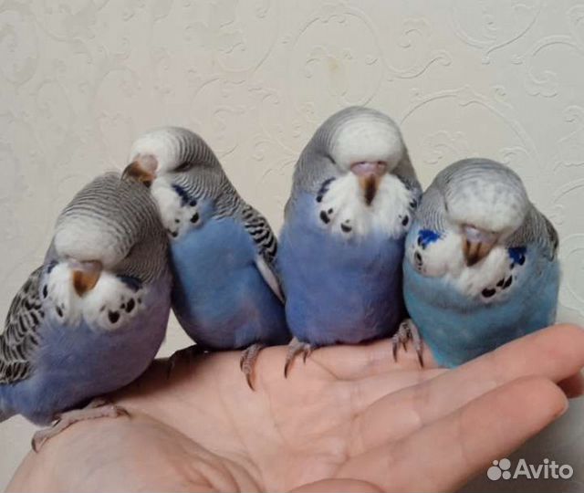 Птенцы ввп чехи