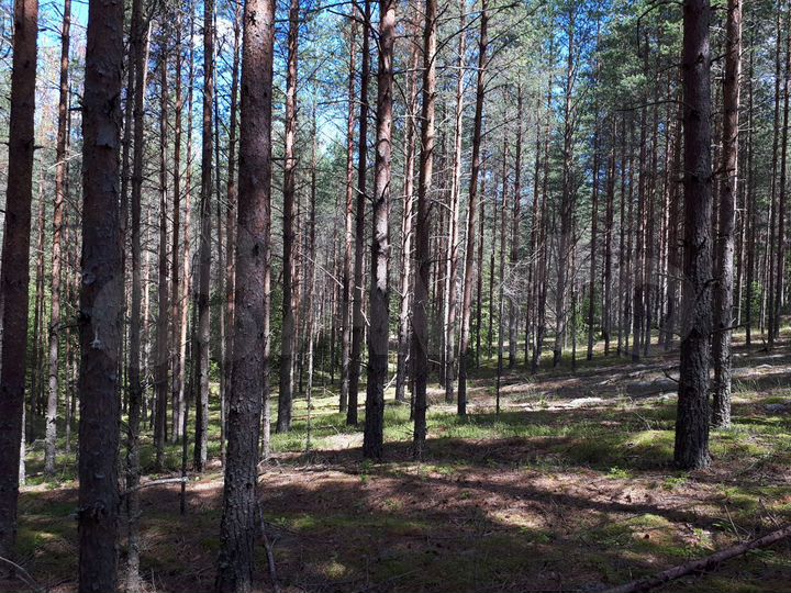 Участок 5 га (СНТ, ДНП)