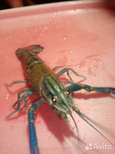 Австралийский красноклешневый рак