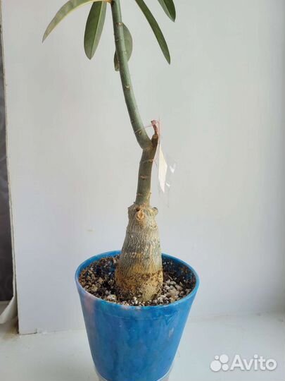 Сеянец прививка