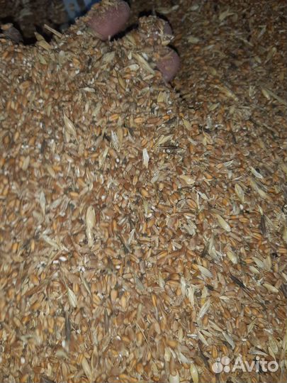 Пшеница,Ячмень,Комбикорм,Отруби, Кормовые добавки