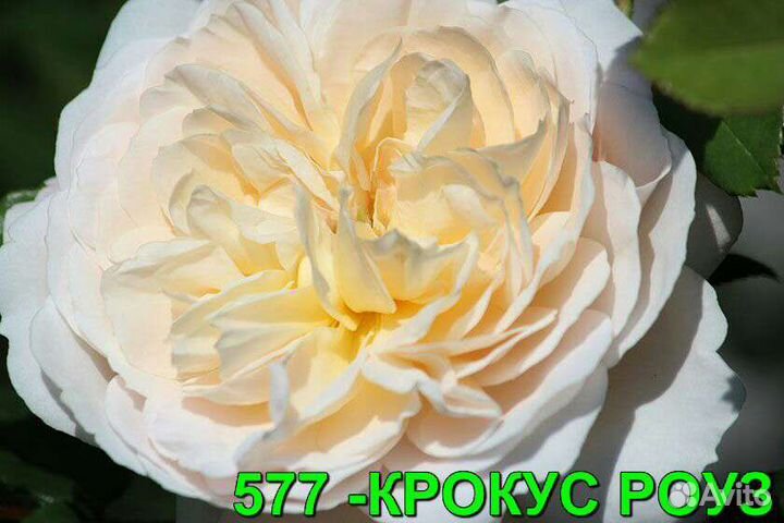 Саженцы роз из питомника