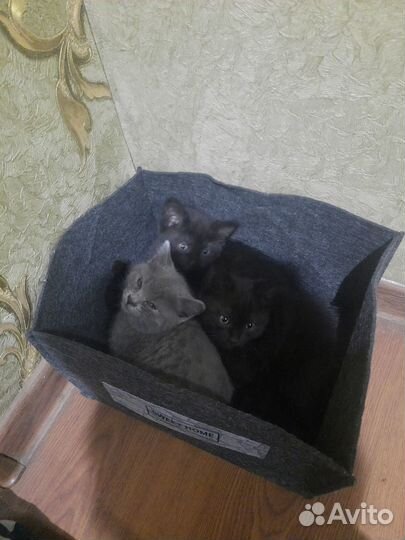 Британские котята