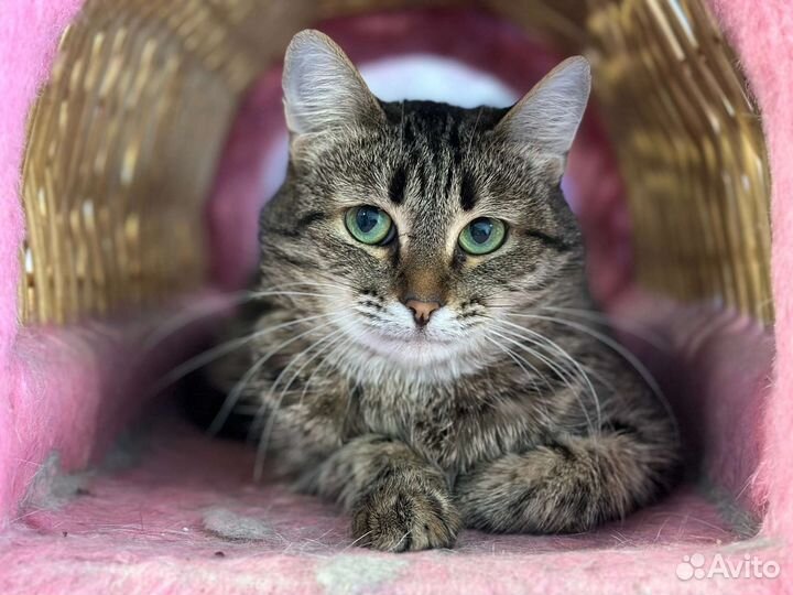 Кошка в дар бесплатно в добрые руки