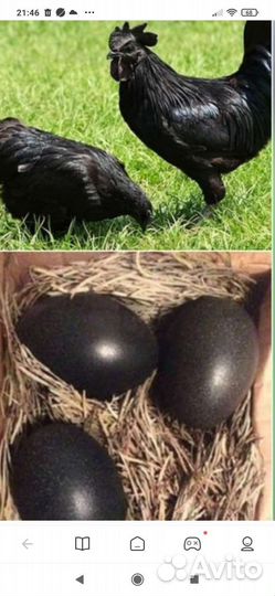 Курица домашняя