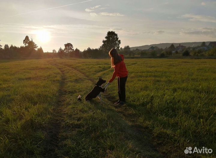 Выгул собак, передержка
