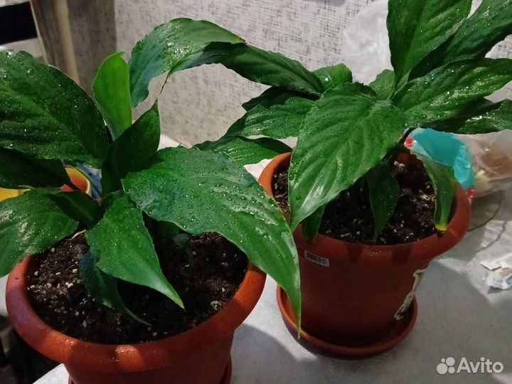 Комнатные растения