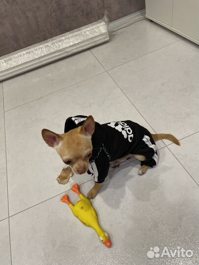 Вязка кобель чихуахуа