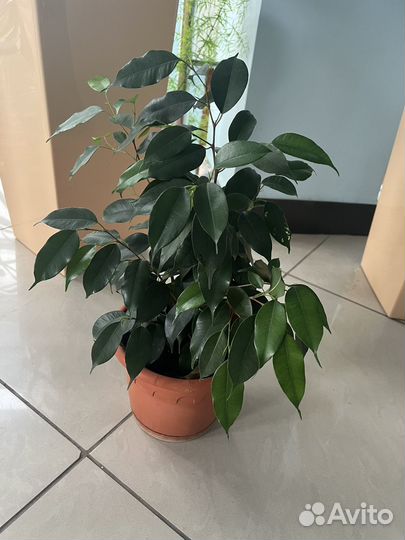 Фикус бенджамина
