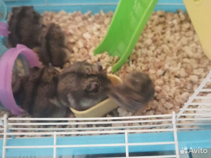 Джунгарский хомяк бесплатно