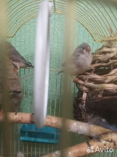 Зебровые амадины