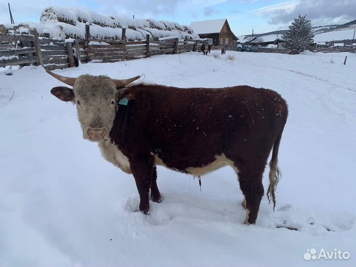 Быки на мясо (Живым весом на племя)