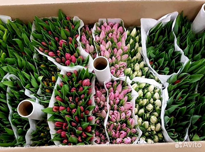 Тюльпаны оптом собственное производство