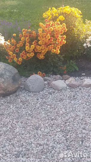 Хризантема оранжево-коричневая