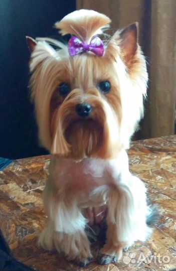 Стрижка собак