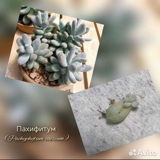 Суккуленты Крассула Хоббит, Пахифитум