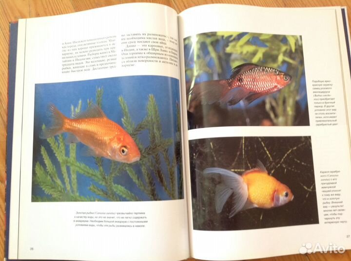 Книга Аквариумные рыбки (Белфакс. Мир животных)