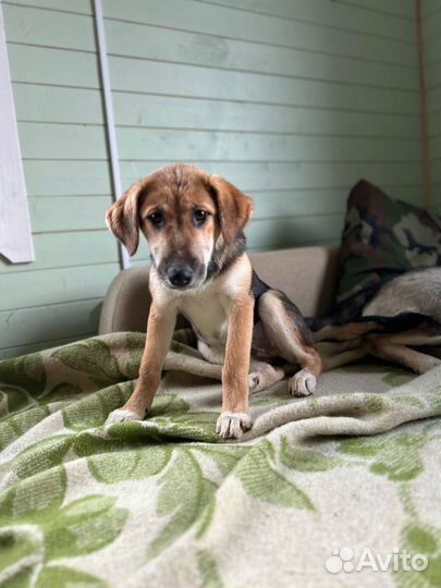 Собаки щенята девочки ищут любящую семью