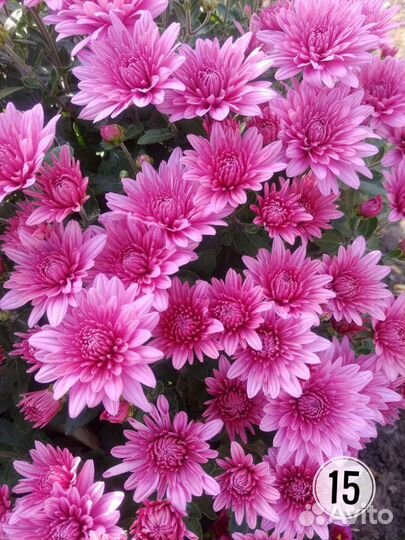 Хризантема Шаровидная Мультифлора