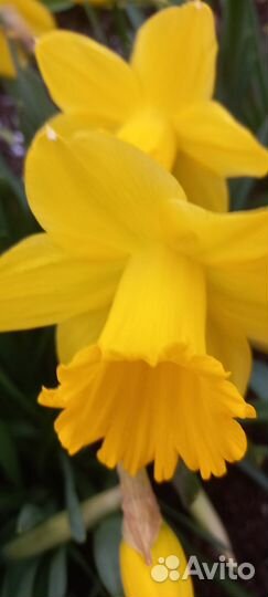 Нарциссы и более 80 многолетников