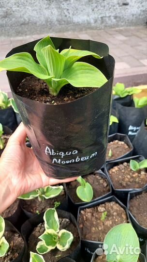 Хоста Abiqua Moonbeam