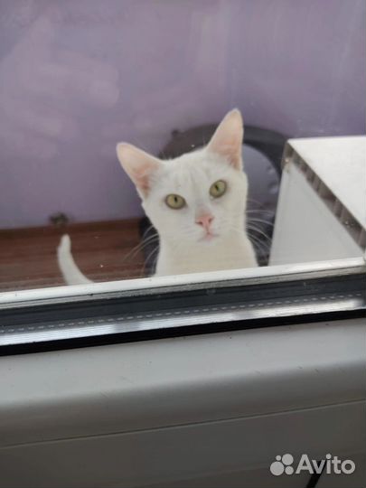 Кот мелок ищет дом