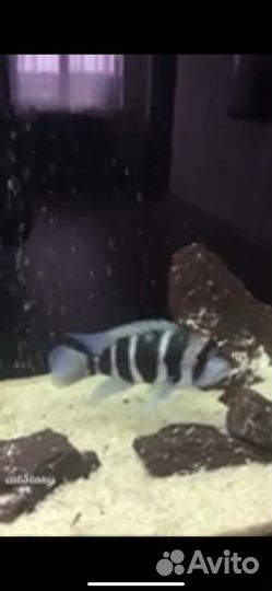 Камни для аквариума