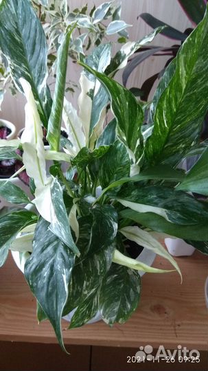 Спатифиллум