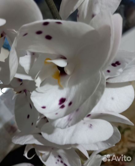 Семена орхидеи бронь