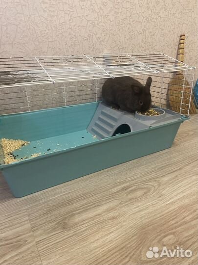 Декоративные кролики