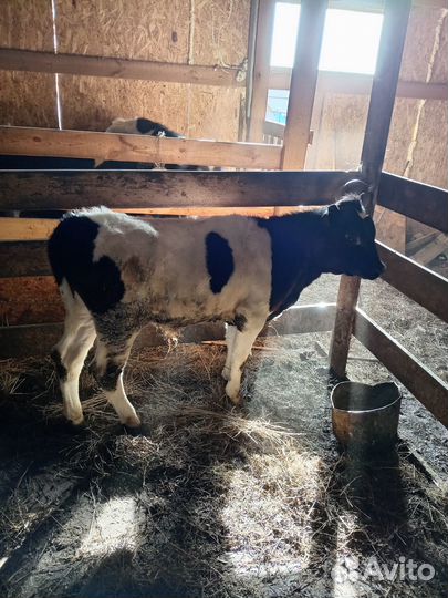 Бычки, корова с телёнком