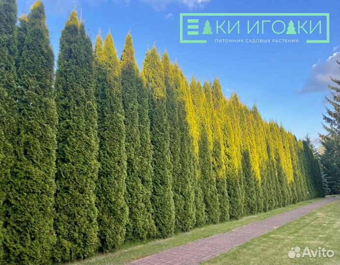 Крупномеры Брабант