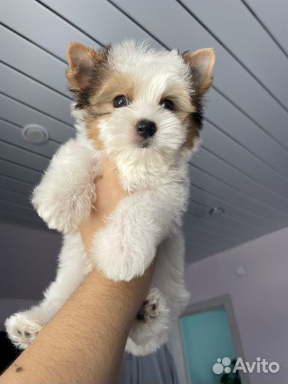 Мини мальчик йорк блюберри