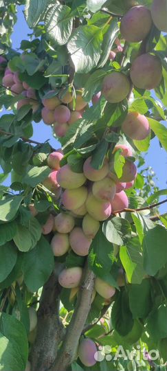 Саженцы разных сортов