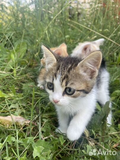Котята в добрые руки даром