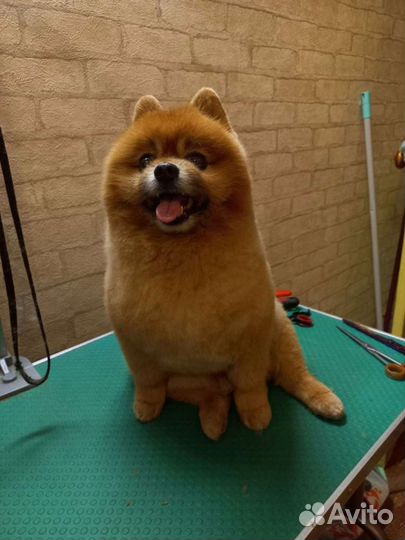 Стрижка собак и кошек